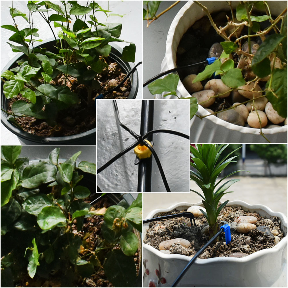 Greenhouse Potted Curved Arrow - Urban Farming System ulasan dan harga